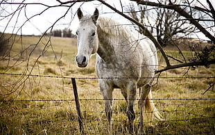 gray horse walking in front of brown tree during daytime