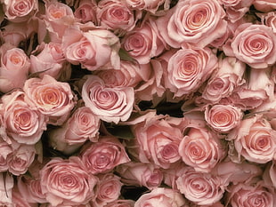 collection of pink roses HD wallpaper