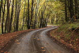 green trees, road, forest, fall, path HD wallpaper