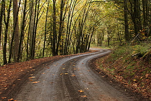 green trees, road, forest, fall, path
