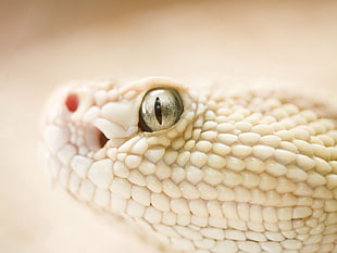 white Snake eye HD wallpaper