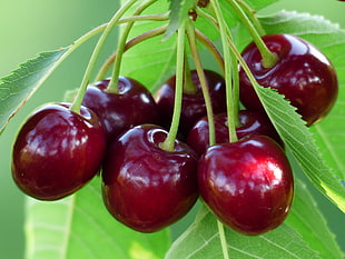 red cherries HD wallpaper