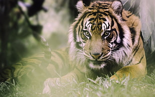 macro photography of Bengal Tiger HD wallpaper