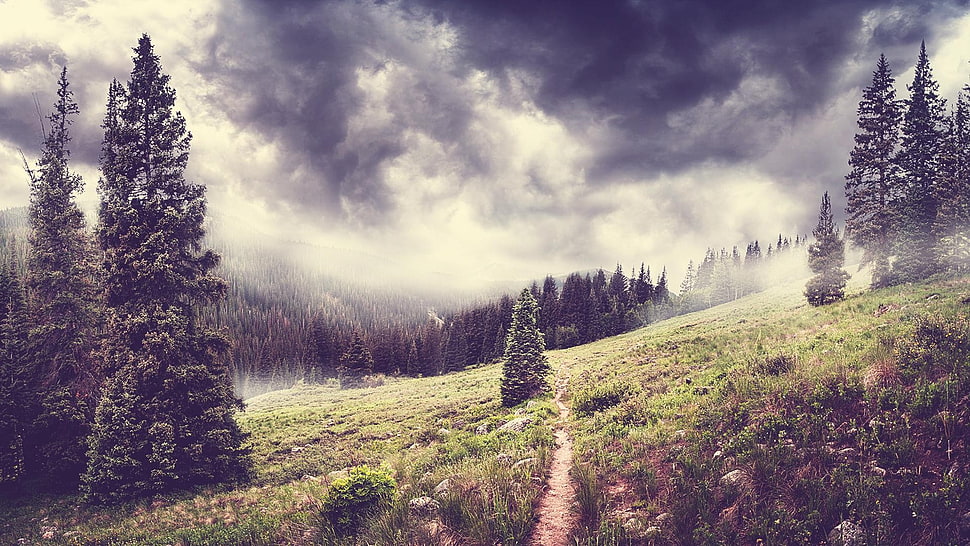 green pine tree, landscape HD wallpaper