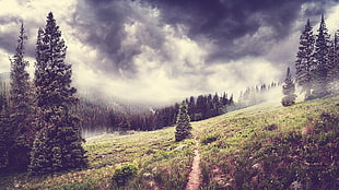 green pine tree, landscape