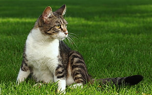 grey tabby cat sits on green grass field