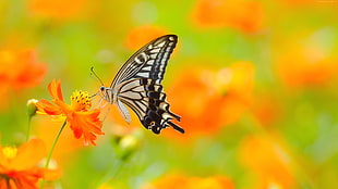 zebra swallowtail butterfly perched on orange petaled flower in closeup photography