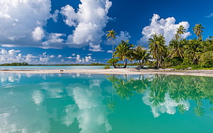coconut trees, nature, tropical, island, beach HD wallpaper