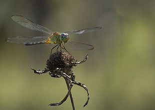 green Dragonfly perched on black flower buds