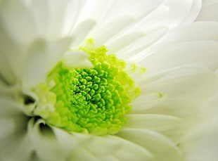 white and green Chrysanthemum flower