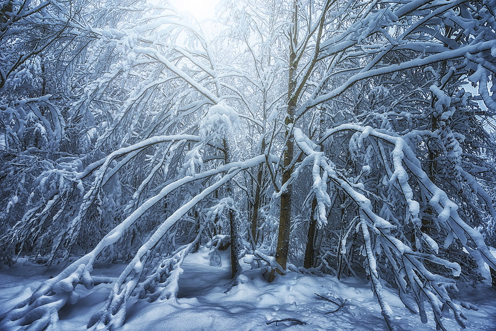 white tree branches filled with snow HD wallpaper