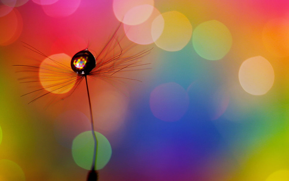selective photo of flower HD wallpaper