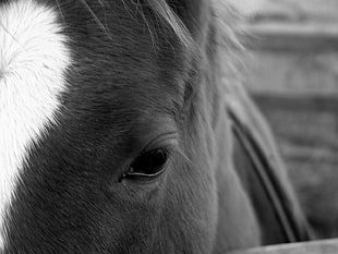 horse, horse, animals, monochrome, eyes HD wallpaper