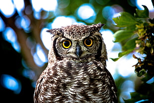 brown owl photo beside green plant