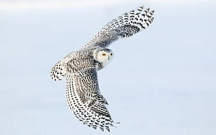 white and gray owl gliding side photo HD wallpaper