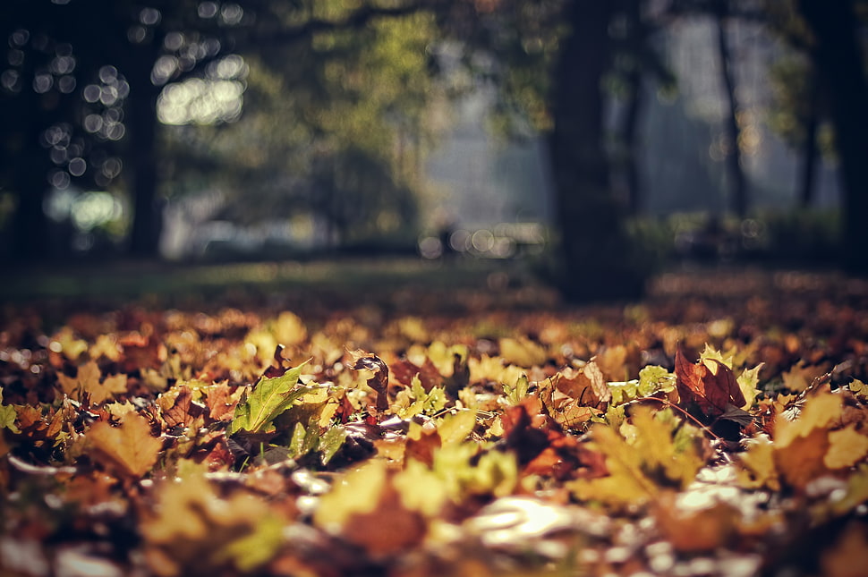 selective focus photography of maple leaves on floor HD wallpaper