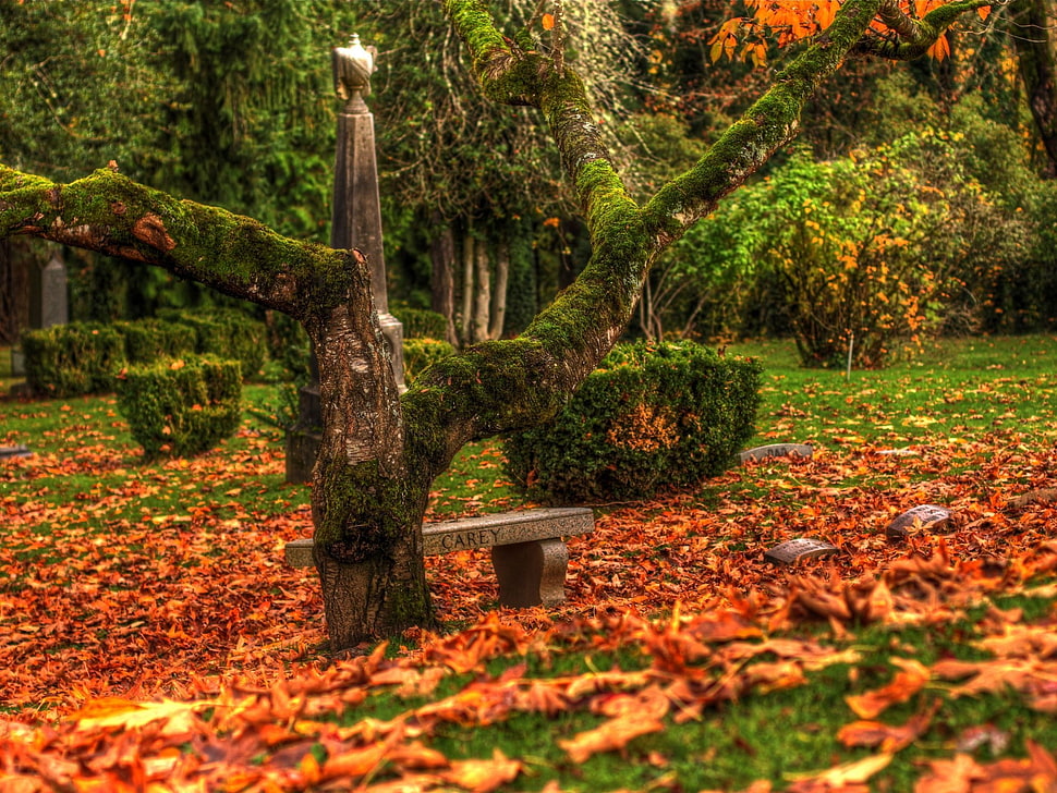 green leaf tree HD wallpaper