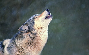 wolf illustration HD wallpaper