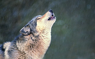 wolf illustration