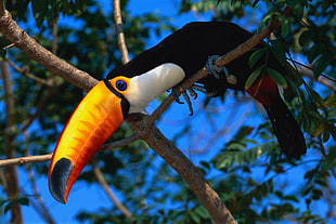 Toucan perching on branch during day time HD wallpaper