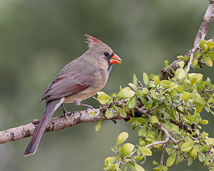 gray and red Cardinal Bird on tree branch, northern cardinal