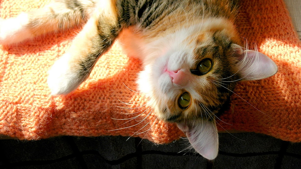 calico cat lying on knitted textile HD wallpaper
