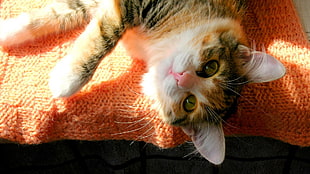 calico cat lying on knitted textile