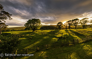 landscape photography of green field with green trees and wooden fence during golden hour