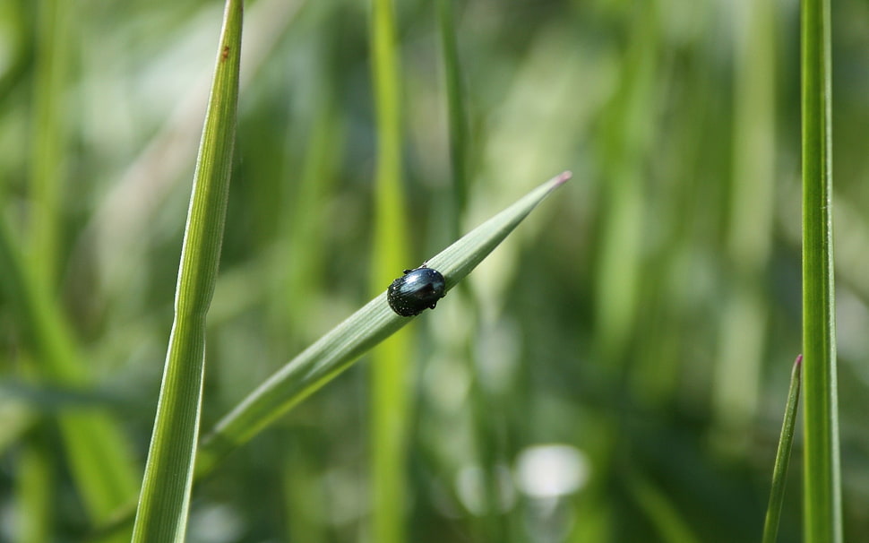 black beetle on green plant close up focus photo HD wallpaper