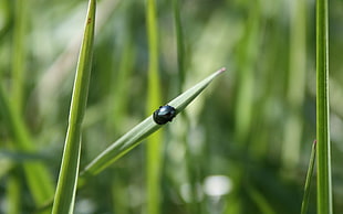 black beetle on green plant close up focus photo