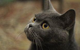 shallow focus gray coated cat
