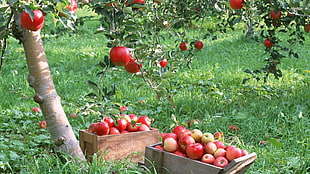 red apple lot, fruit, apples, plants