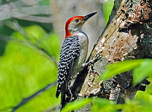 red-belled woodpecker on brown tree trunk during daytime, red-bellied woodpecker HD wallpaper