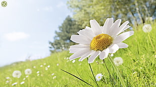 Daisy,  Flower,  Grass,  Petals