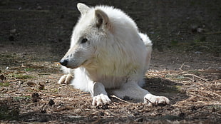 short-coated white dog, animals, nature, wolf