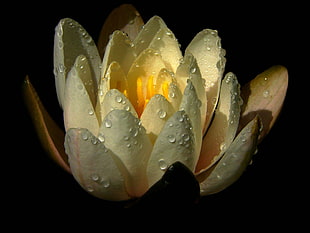 white flower bud, Water lily, Drops, Petals
