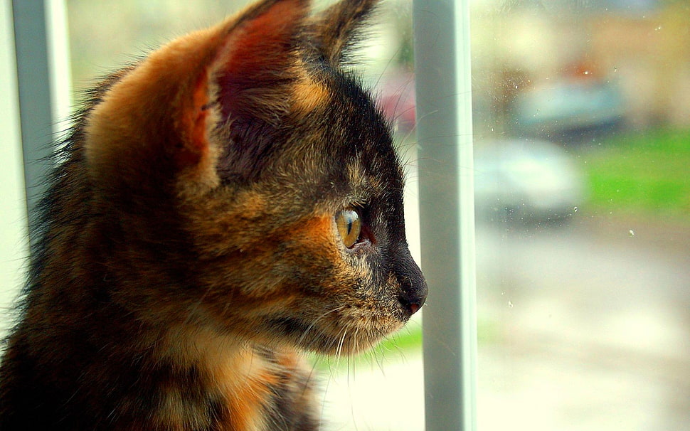 tortoise shell kitten HD wallpaper