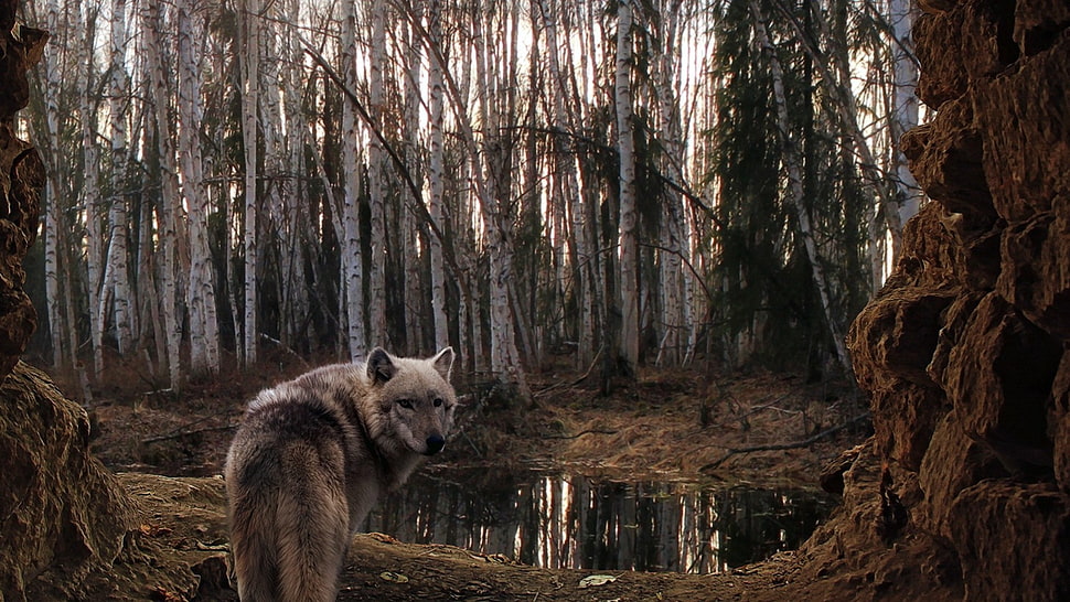 wolf near body of water in middle of forest HD wallpaper