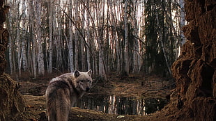 wolf near body of water in middle of forest