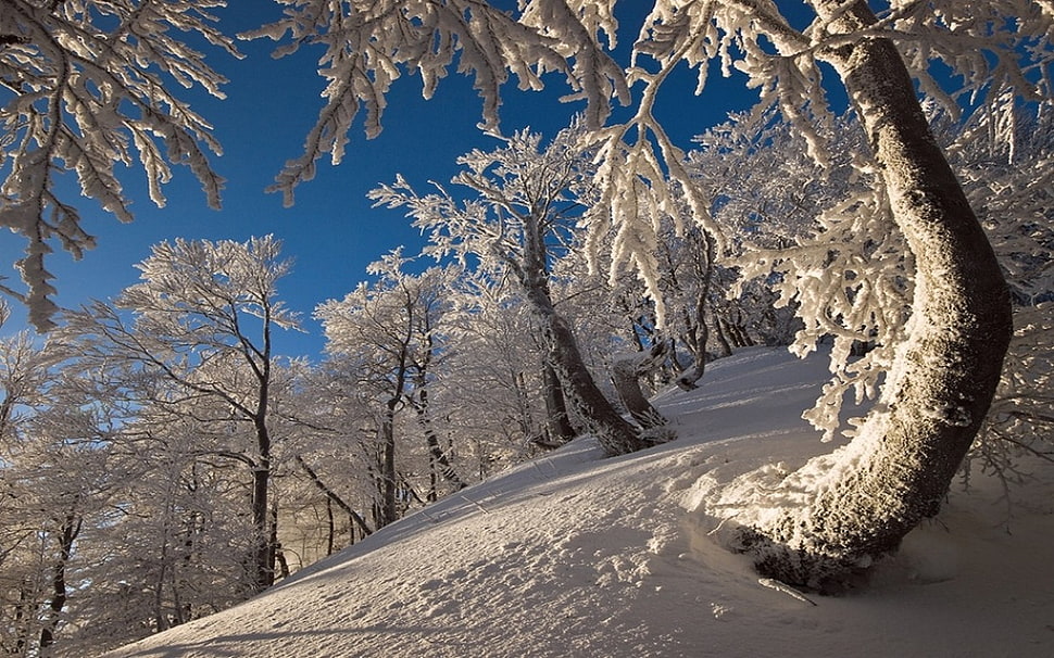 tree field with snow, nature, landscape, winter, forest HD wallpaper