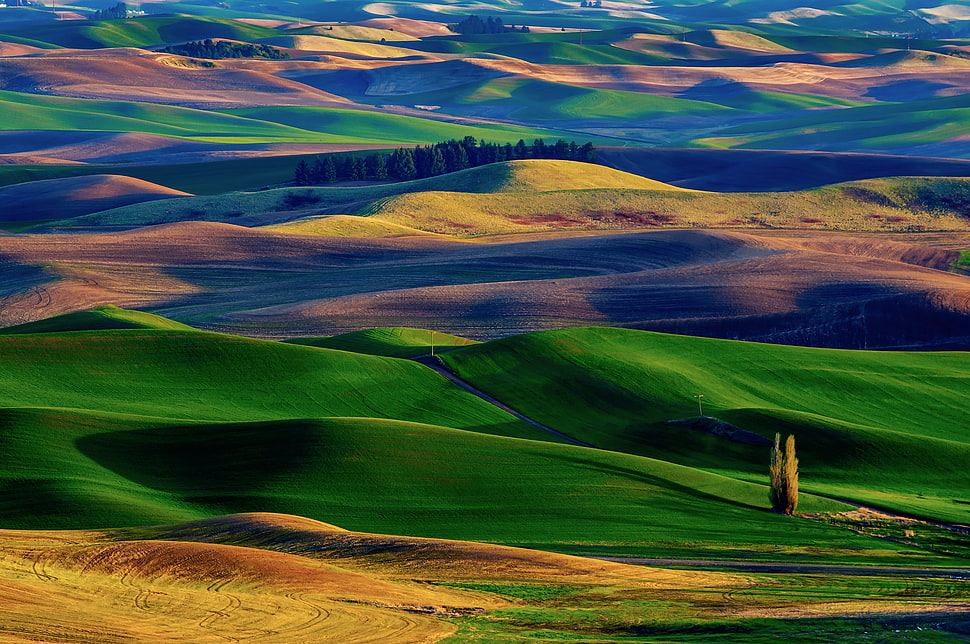 green and brown field during daytime HD wallpaper