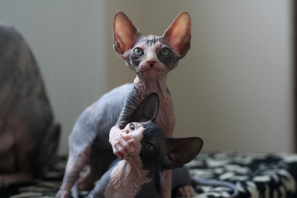two black-and-white Sphynx cat, Sphynx cat HD wallpaper