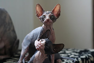 two black-and-white Sphynx cat, Sphynx cat