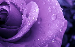 macro photo of purple Rose
