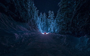 vehicle running on road between trees at night