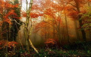 autumn trees wallpaper, nature, trees, forest, mist HD wallpaper