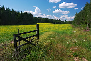 green lawn HD wallpaper