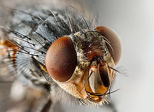 close-up photo of mosquito