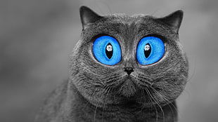 twp gray cat with edited photo, cat, blue eyes, animals, digital art HD wallpaper