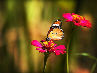 Monarch butterfly on red petal flower during daytime